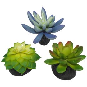 KOM PLNT SUCCULENT BL/GR 3PK